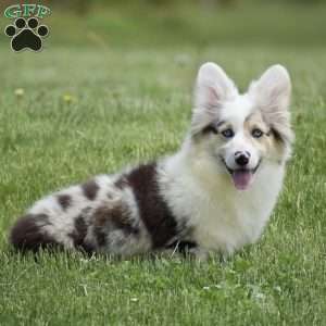 Lucas, Pembroke Welsh Corgi Puppy
