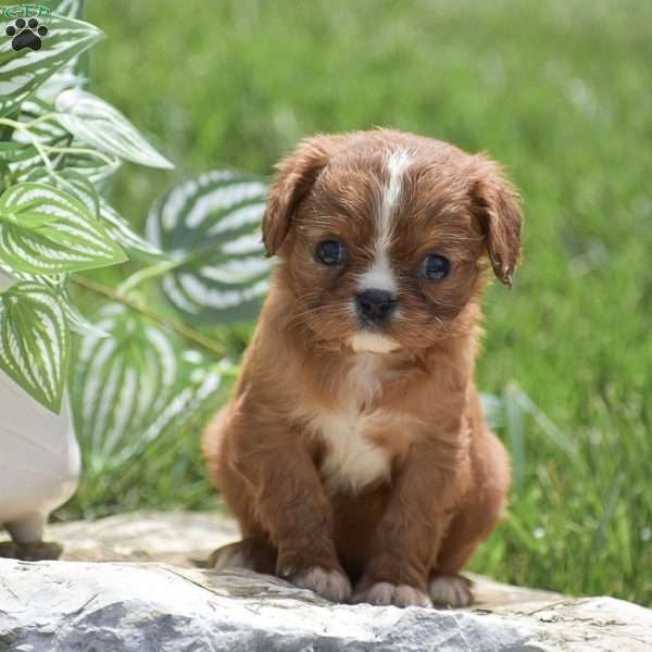 Baylee, Cavalier King Charles Spaniel Puppy