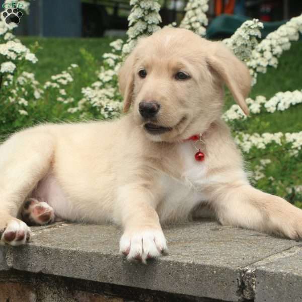 Scott, Labradoodle Puppy