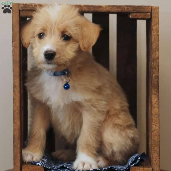Jasmine, Labradoodle Puppy