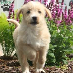 Jasmine, Labradoodle Puppy