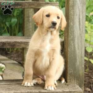 Milo, Labradoodle Puppy