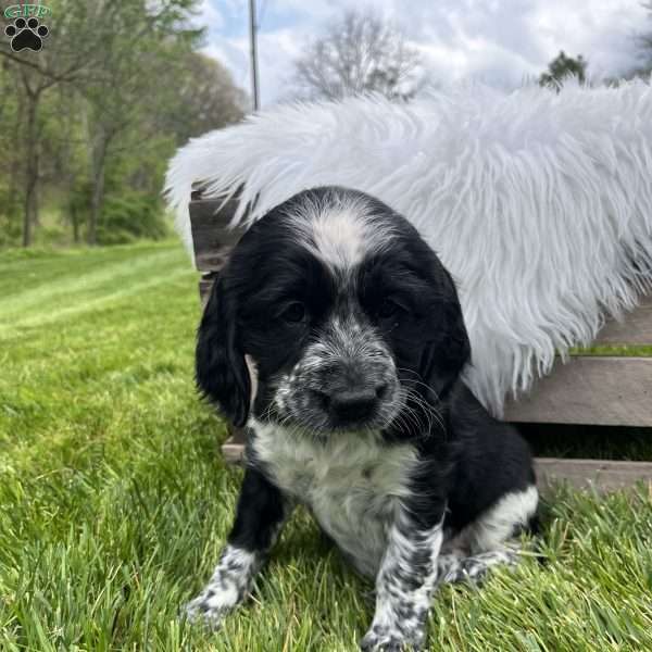 Pansy, English Springer Spaniel Puppy