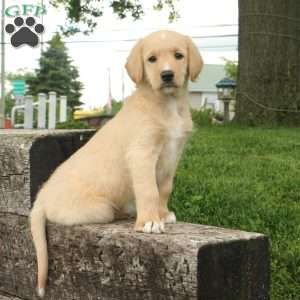 Milo, Labradoodle Puppy