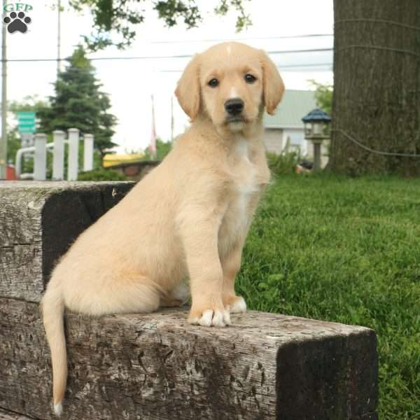 Milo, Labradoodle Puppy