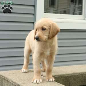 Milo, Labradoodle Puppy