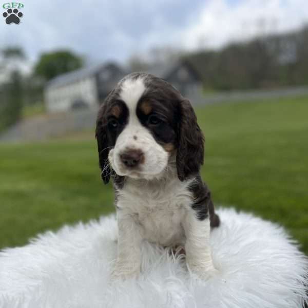 Precious, English Springer Spaniel Puppy