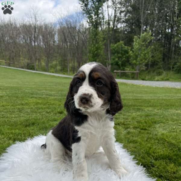 Poppy, English Springer Spaniel Puppy