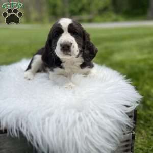 Periwinkle, English Springer Spaniel Puppy