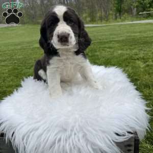Periwinkle, English Springer Spaniel Puppy