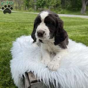 Periwinkle, English Springer Spaniel Puppy