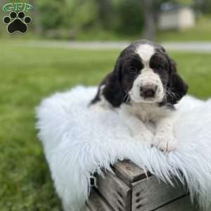 Periwinkle, English Springer Spaniel Puppy