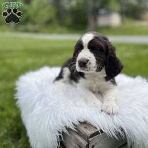 Periwinkle, English Springer Spaniel Puppy