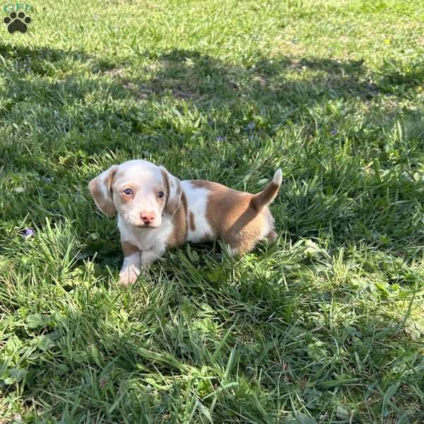 Georgia, Dachshund Puppy