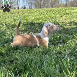 Georgia, Dachshund Puppy