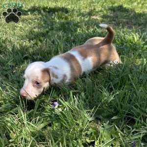 Georgia, Dachshund Puppy