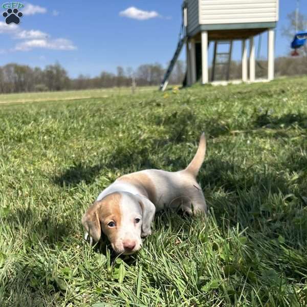 Gunner, Dachshund Puppy