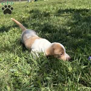 Gunner, Dachshund Puppy