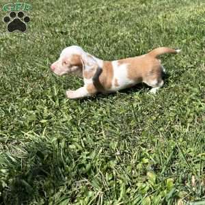 Georgia, Dachshund Puppy