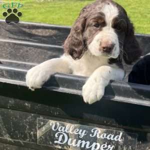 Periwinkle, English Springer Spaniel Puppy