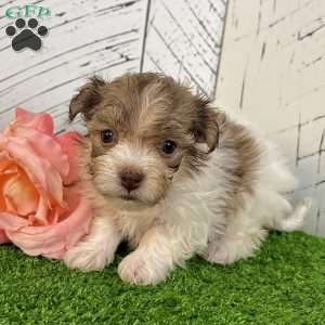 Gabby, Havanese Puppy
