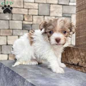 Gabby, Havanese Puppy