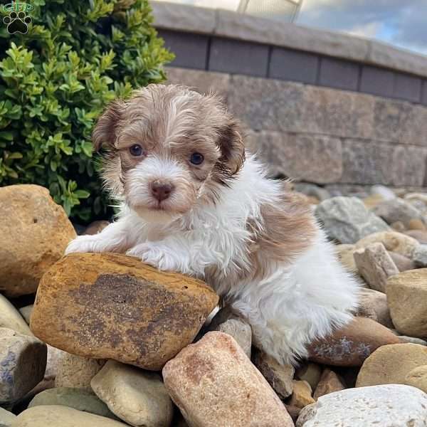 Gabby, Havanese Puppy