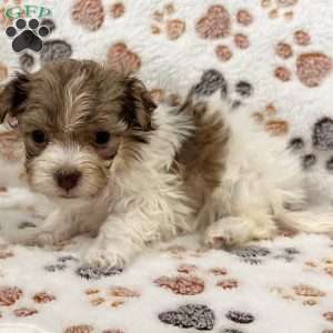 Gabby, Havanese Puppy