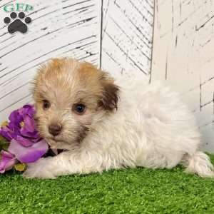 Ginger, Havanese Puppy