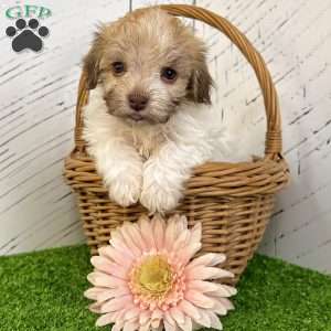 Ginger, Havanese Puppy