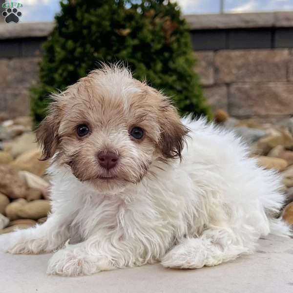 Ginger, Havanese Puppy