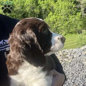 Periwinkle, English Springer Spaniel Puppy