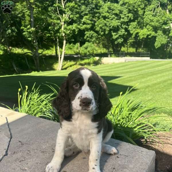 Periwinkle, English Springer Spaniel Puppy