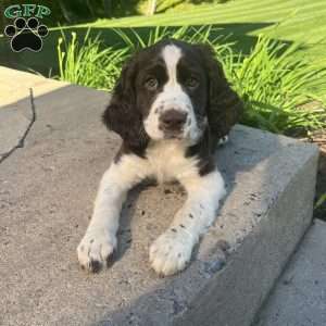 Periwinkle, English Springer Spaniel Puppy