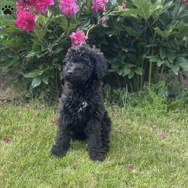 Maya, Portuguese Water Dog Puppy