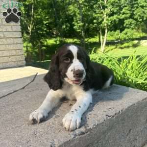 Periwinkle, English Springer Spaniel Puppy