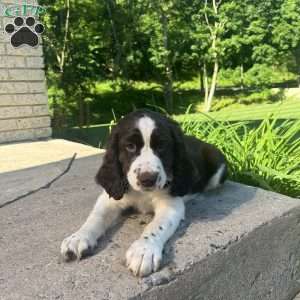 Periwinkle, English Springer Spaniel Puppy