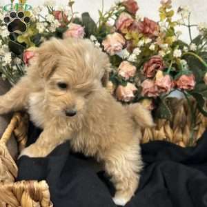 King- tiny, Maltipoo Puppy