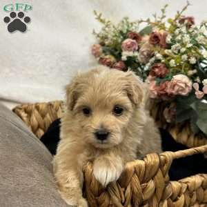 King- tiny, Maltipoo Puppy