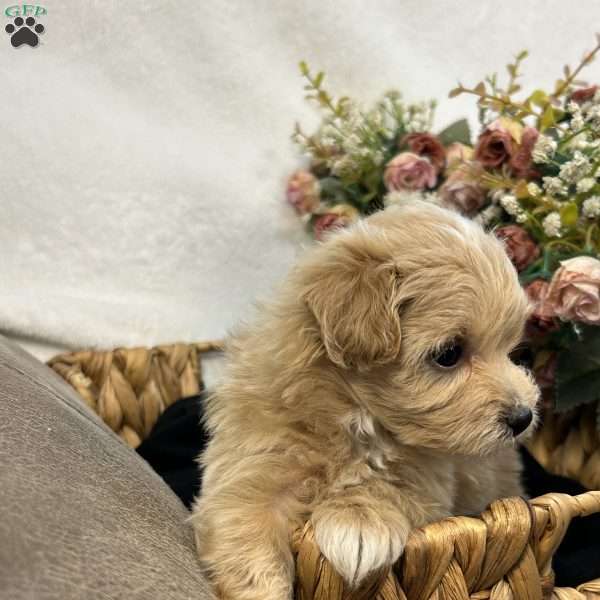 King- tiny, Maltipoo Puppy