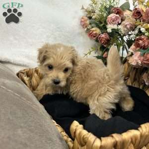 King- tiny, Maltipoo Puppy