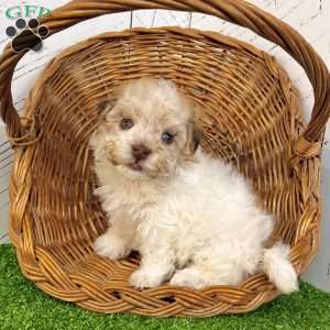 Gabriel, Havanese Puppy