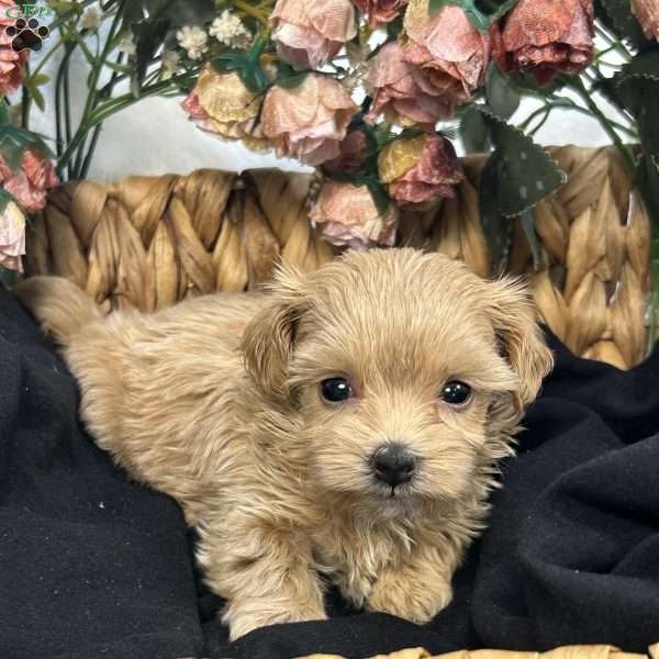 Kimber- tiny, Maltipoo Puppy