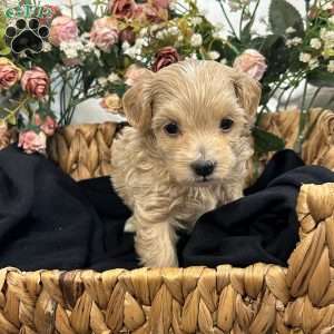 Kane- tiny, Maltipoo Puppy