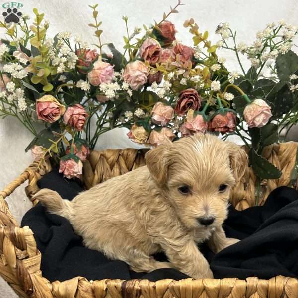 Kane- tiny, Maltipoo Puppy