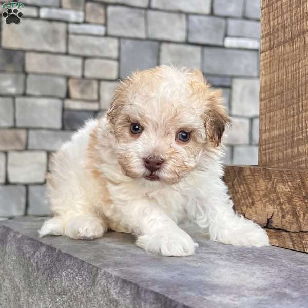 Gabriel, Havanese Puppy