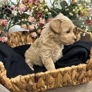 Kane- tiny, Maltipoo Puppy