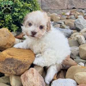 Gabriel, Havanese Puppy