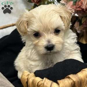 Kiki- tiny, Maltipoo Puppy