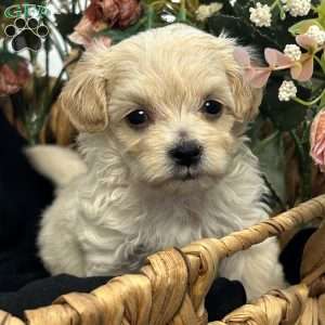 Kiki- tiny, Maltipoo Puppy